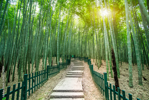 Sunshine bamboo forest and path