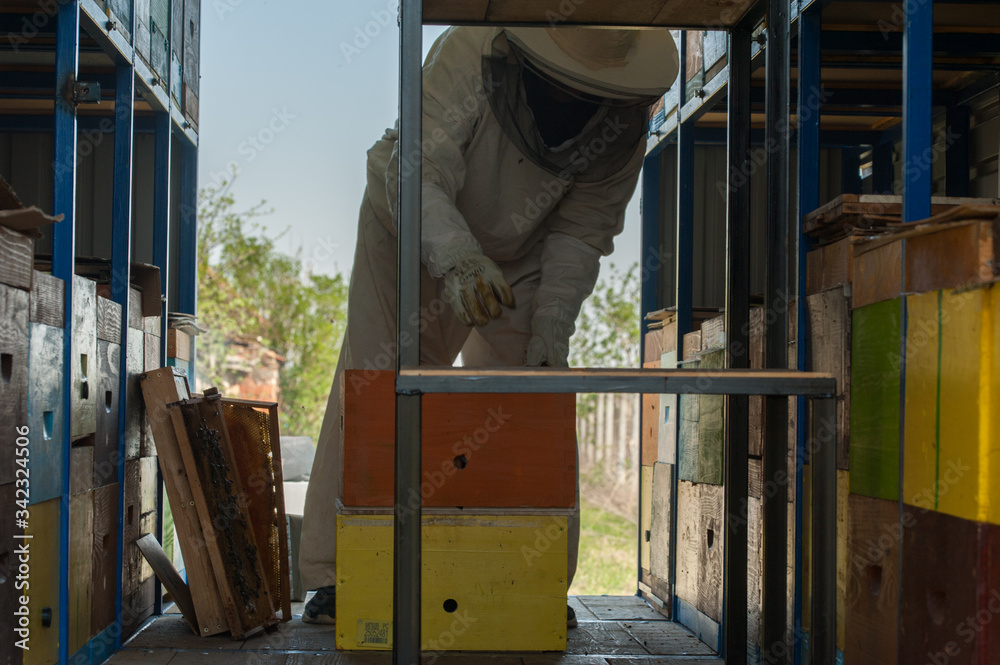 Beekeeper working collect honey. Beekeeping concept.Man and insect Beekeeper working collect honey. Beekeeping concept.Man and insect