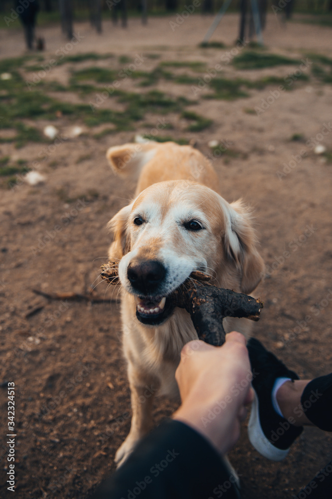 Golden retriever on a walk bites a stick Golden retriever on a walk bites a stick