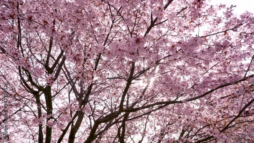 Panning view of blooming cherry tree flowers. Sunlight through pink sakura flower, in spring time season. Low angle of cherry full blossom. Sign of hope and love for coronavirus emergency worldwide.4K Panning view of blooming cherry tree flowers. Sunlight through pink sakura flower, in spring time season. Low angle of cherry full blossom. Sign of hope and love for coronavirus emergency worldwide.4K