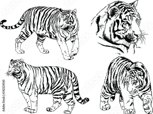 set of vector drawings on the theme of predators tigers are drawn by hand with ink tattoo logos