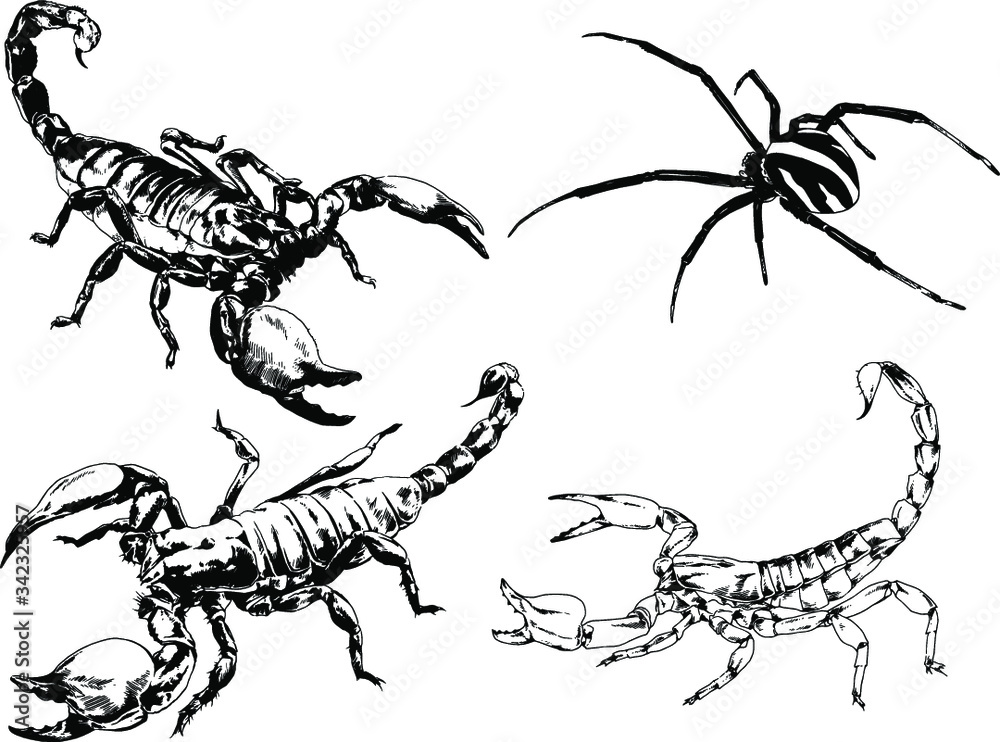 Fototapeta premium vector drawings sketches different insects bugs Scorpions spiders drawn in ink by hand , objects with no background