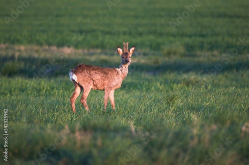 Rehwild im Fr  hjahr