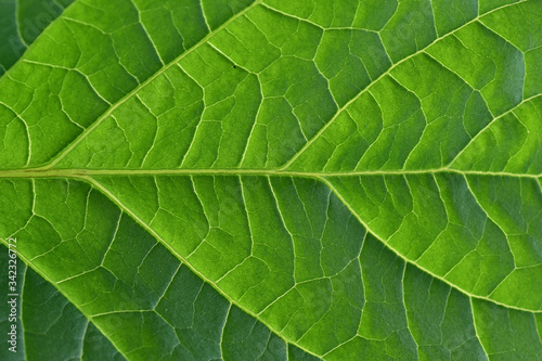 The underside of an eggplant leaf close up