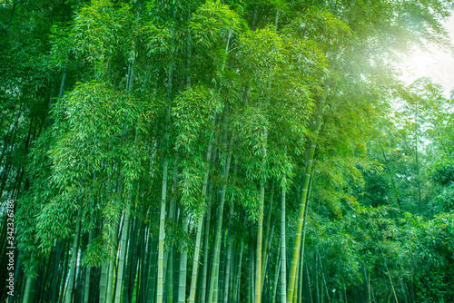 Fototapeta Naklejka Na Ścianę i Meble -  Green bamboo forest in summer..