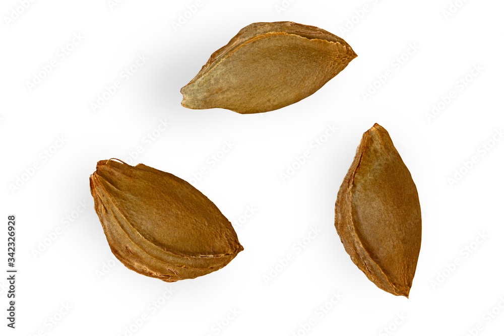 Apricot kernel isolated on white background