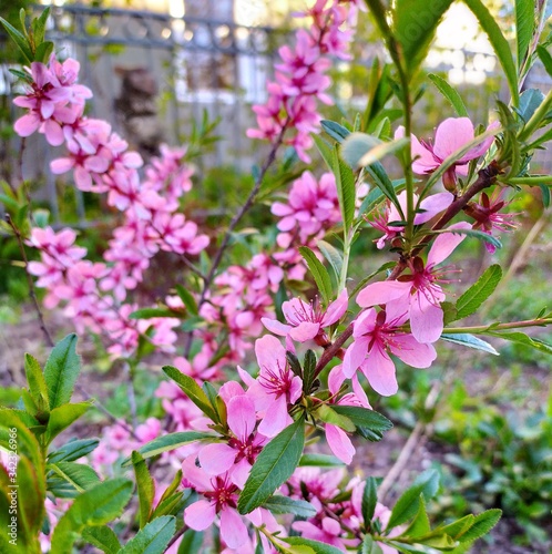 pink flowers in the garden