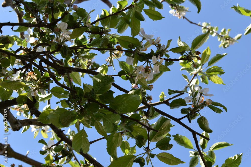 green apple tree