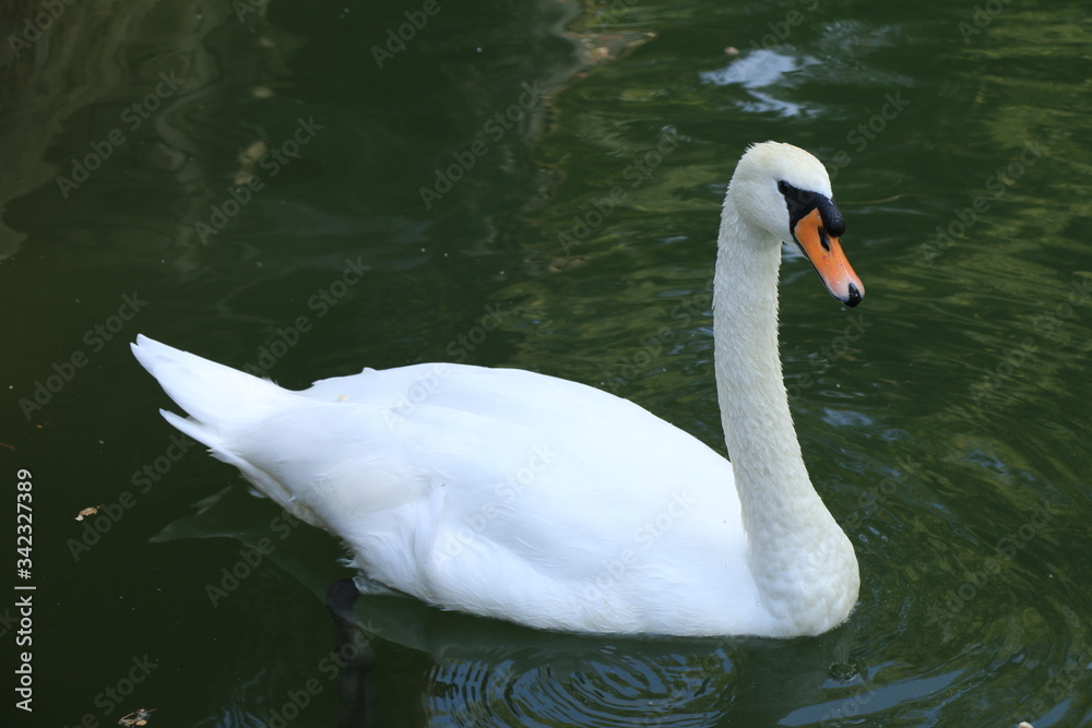 Naklejka premium white swan