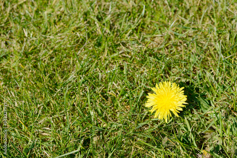 Weed Dandelion flowering on the meadow in springtime