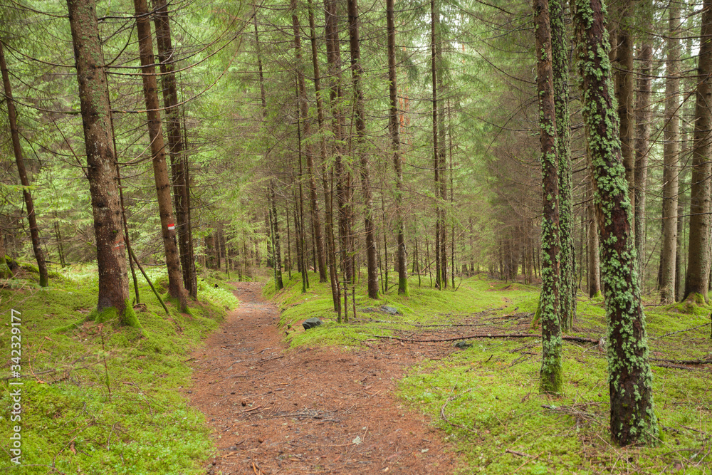 A single mountain path splits in two different directions. A single mountain path splits in two different directions.