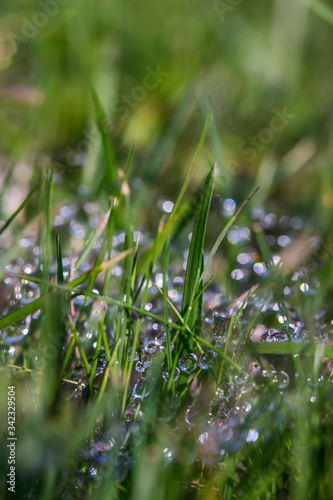 Drops in the green grass. Macro photo. Spider web with raindrops on green grass. Abstract floral background. Drops of dew on the web. Drops Macro photo.