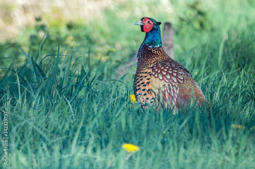 Fasan in freier Natur