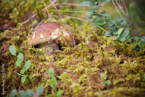 Boletus Edulis grown up inside a forest in Dolomites (Italy)