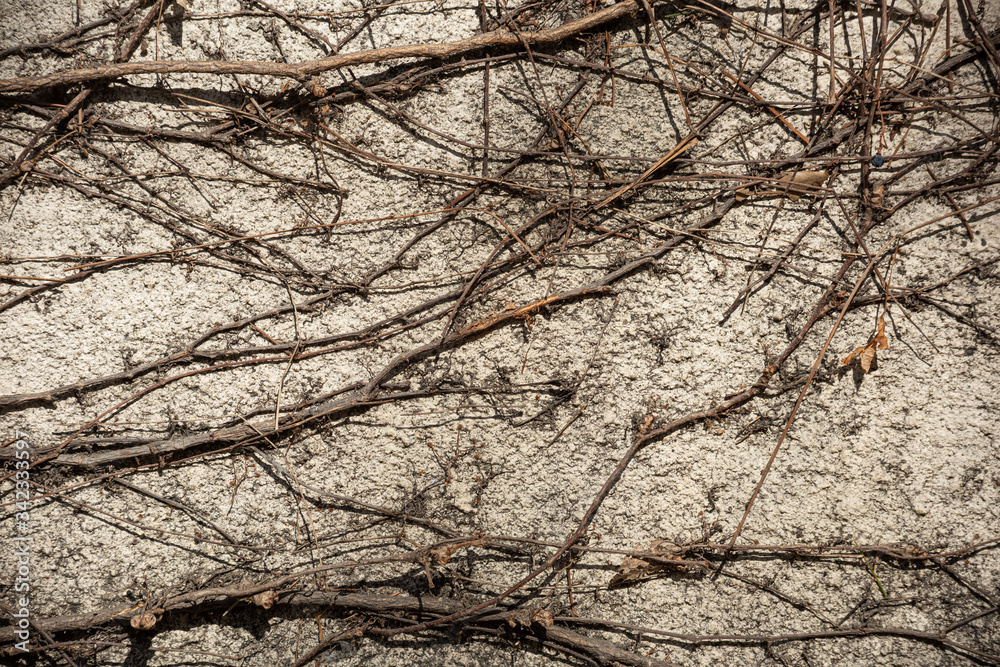 Stone wall with creeping dry plant Stone wall with creeping dry plant