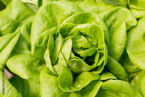 Closeup fresh green lettuce, nature background, fresh and healthy food, agriculture concept, vegetable garden