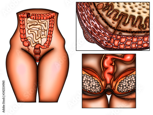 大腸肛門構造イラスト