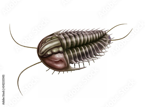 trilobita, realistic drawing