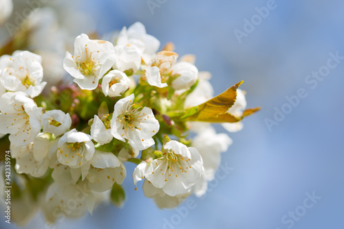 Fototapeta Naklejka Na Ścianę i Meble -  Branches of blossoming cherry with soft focus .