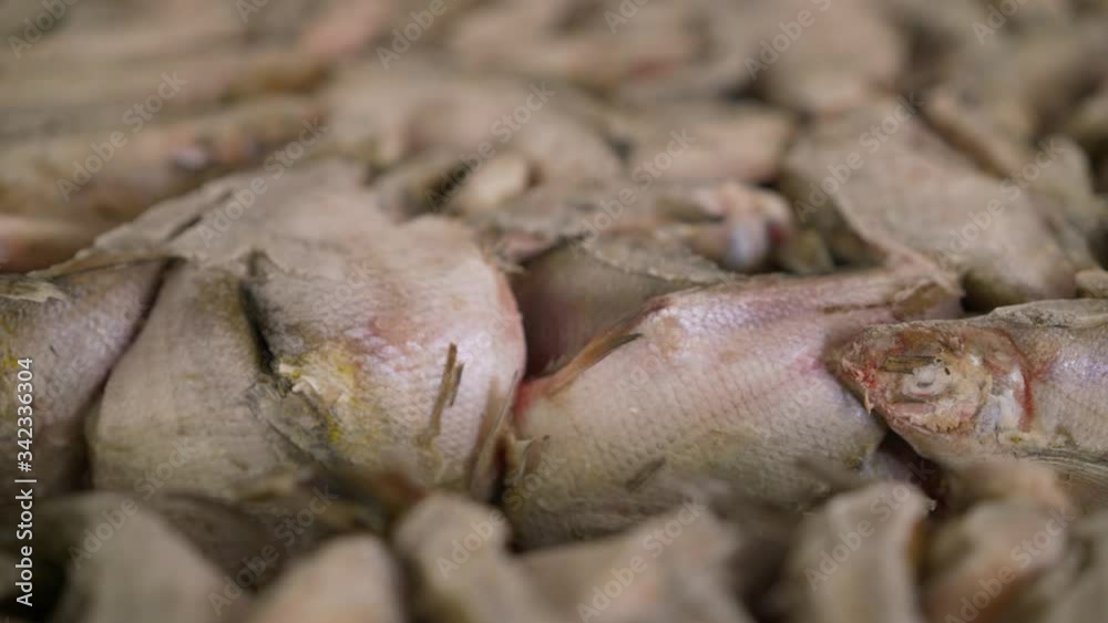 fish on ice winter fishing. Frozen fish with snow lies in a box at a fish factory. Processing fish in a fish factory. fish on ice winter fishing. Frozen fish with snow lies in a box at a fish factory. Processing fish in a fish factory.
