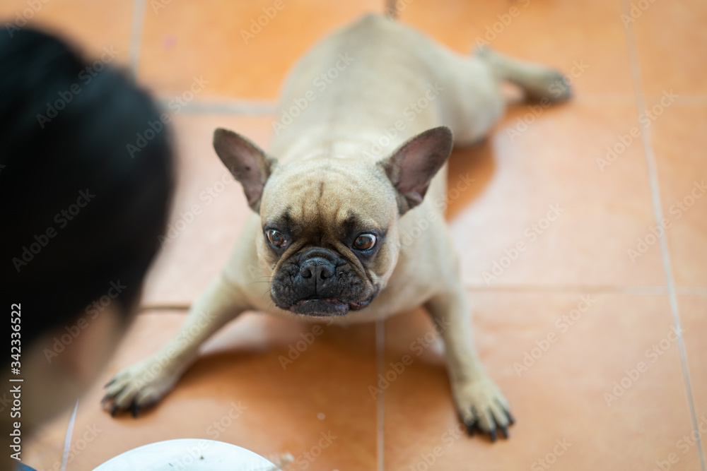 Hungry french bulldog lying on floor waiting for food.