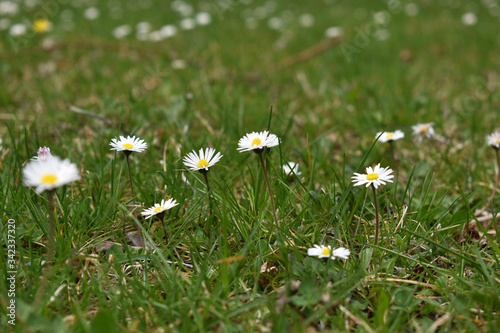 Gänseblümchen, Bellis perennis, auf grüner Wiese, Hintergrund, Grußkarte