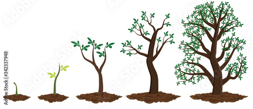 Five stages of growing tree.