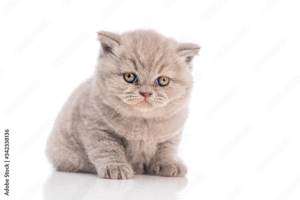 Cute monthly kitten of British purebred breed, on a white background, isolated.