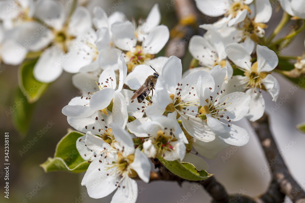 bee on a flowering pear