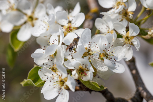 bee on a flowering pear