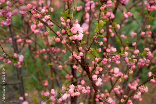 Blossoming pink flowers of almond three-blade. Almonds or three-lobed Louisiana (Sakura) blossoms in spring garden © Tetiana