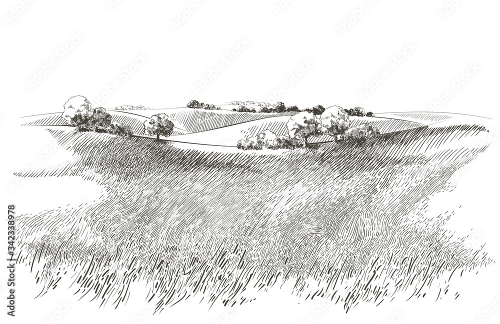 Vector sketch Green grass field on small hills. Meadow, alkali, lye, grassland, pommel, lea