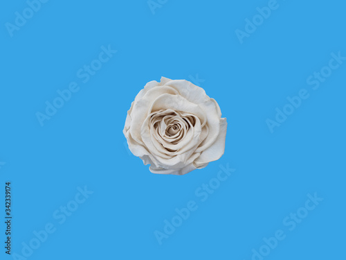 top view of white rose on blue background © Ken