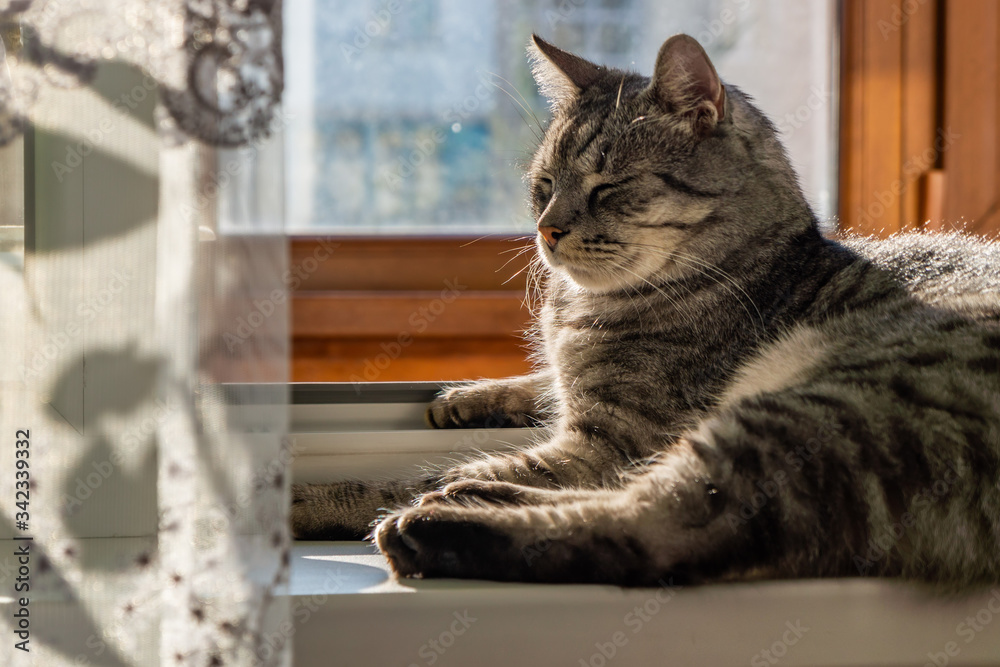 cat on the window