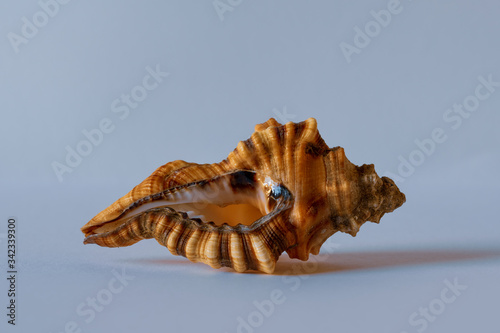Fotografie Lotorium Triton. Hairy Triton Shell