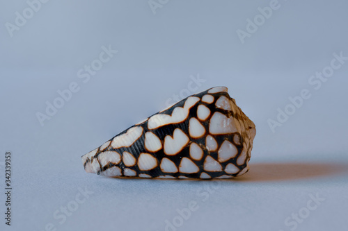 Marble Cone Shell. Conus Marmoreus Linne photo