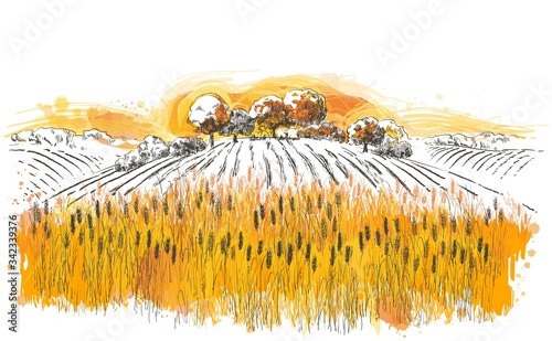 Vector rural summer landscape a field of ripe wheat on hills
