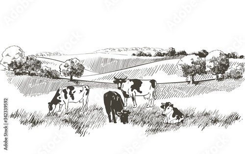 Vector sketch Green grass field on small hills. Meadow, alkali, lye, grassland, pommel, lea, pasturage, farm. Rural scenery landscape panorama of countryside pastures. illustration