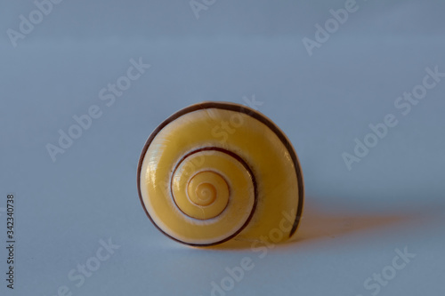 Yellow Snail Shell