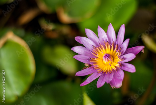 Close up of pink lotus flowers