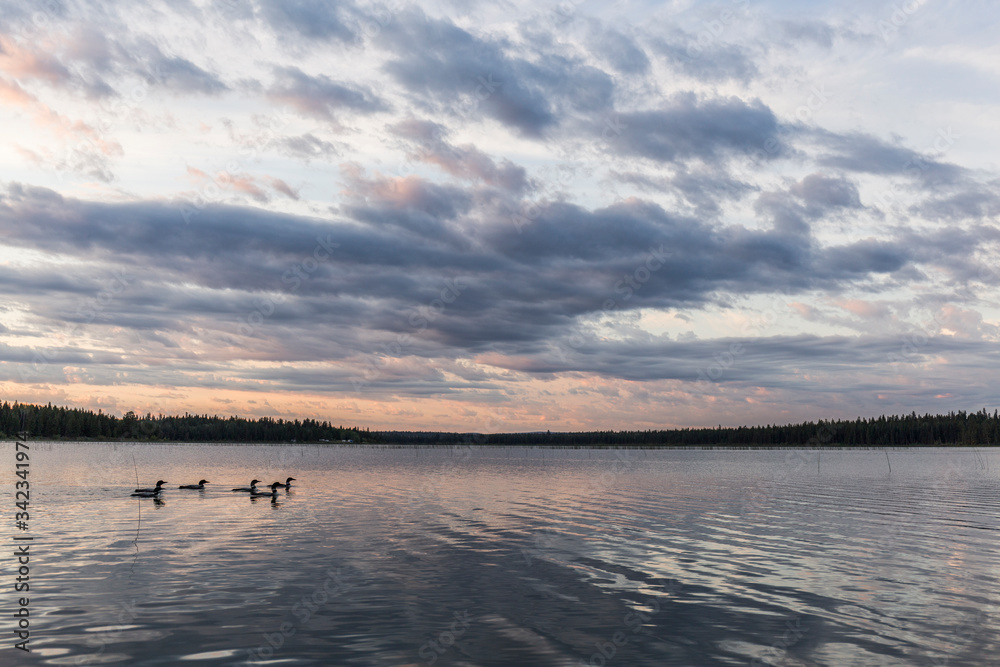 flock of loons swim in the lake at sunset