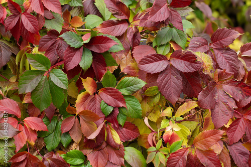 red and green leaves