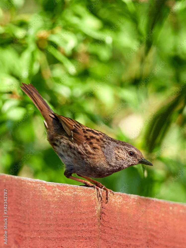 A Dunnock (Prunella modularis) perched on a garden fence in the early morning light. A Dunnock (Prunella modularis) perched on a garden fence in the early morning light.