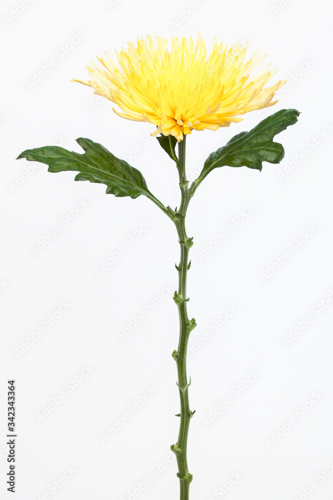 Fototapeta premium yellow chrysanthemum on white background