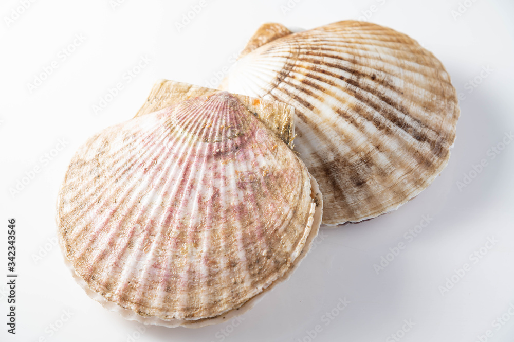 isolated scallops on white background isolated scallops on white background