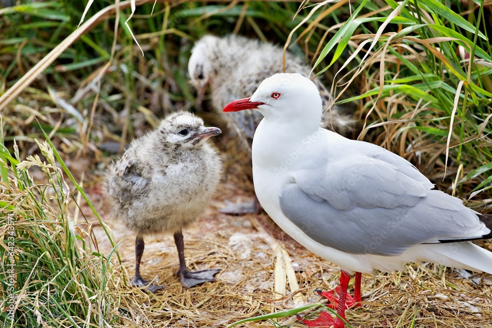 Möwe mit Küken Möwe mit Küken