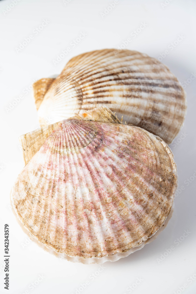 isolated scallops on white background isolated scallops on white background