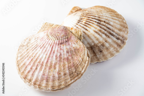 isolated scallops on white background