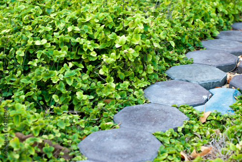 Stone pathway amidst beautiful greenery © Kritkamon