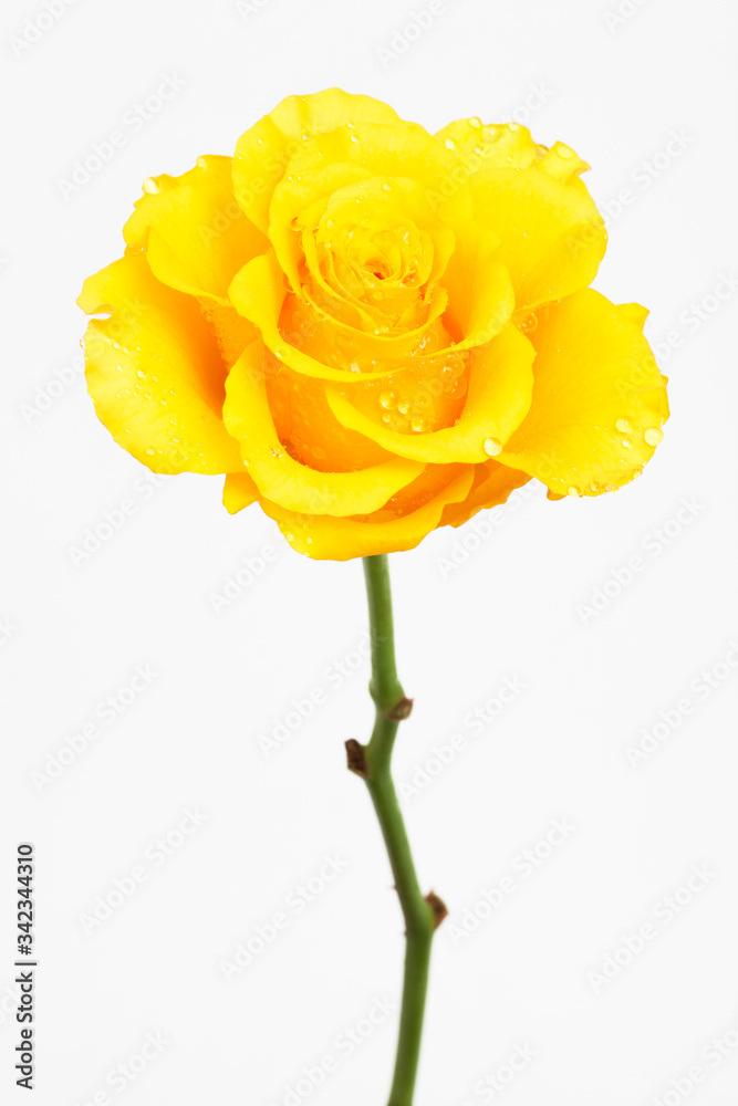rose with dew drops on white background rose with dew drops on white background